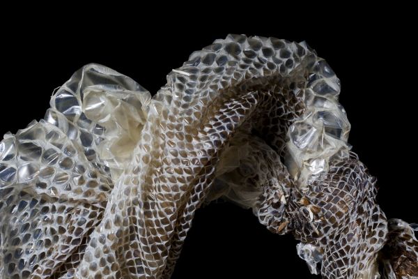 Häutung
Boa constrictor
Schlüsselwörter: Haut Tier tot Alien unheimlich mysteriös Häutung Schlangenhaut Muster Eleganz elegant Transparenz transparent Waben Epidermis Erneuerung mystisch Hornhaut abgestorben dekorativ Natur Reptilien Schönheit Natur