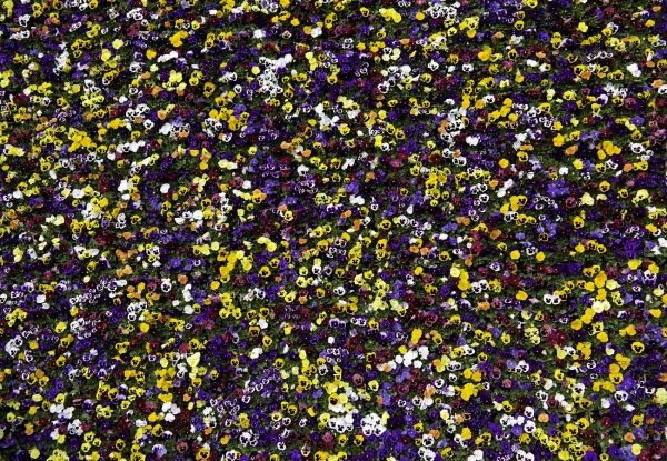 Pansy Viola
Lausanne
Schlüsselwörter: Stiefmütterchen Fantasie farbig Farbspektrums grün bunt farbenfroh Farbenpracht Meer Blumen Wand  Blüte blühen üppig Flora Veilchen Freidenker Freundschaft Treue lieblich Dekoration Blumenwand Gartenbaukunst nett bescheiden unkompliziert vertraut 