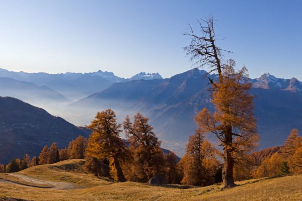 Les mélèzes de Balavaux
Nendaz
Schlüsselwörter: Herbst Herbstfarben Landschaft farbig leuchtend warm gold braun Berge Wiese Baum Natur natürlich urtümlich Kulisse sauber romantisch Stille ursprünglich Frieden Magie Seele Schönheit Entfernung Sonne sonnig abend Nadelbäume atemberaubend faszinieren