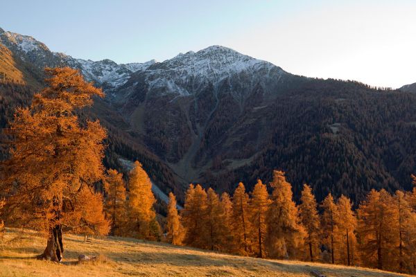 Les mlzes de Balavaux
Nendaz
Schlüsselwörter: Herbst Herbstfarben Landschaft farbig leuchtend warm gold braun Berge Wiese Baum Natur natürlich urtümlich Kulisse sauber romantisch Stille ursprünglich Frieden Magie Seele Schönheit Entfernung Sonne sonnig abend Nadelbäume atemberaubend faszinieren