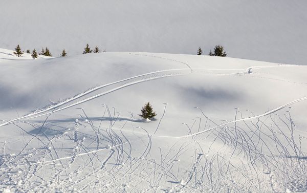 Petite Avalanche
near Aletschgletscher
Schlüsselwörter: Eis Schnee Winter Kälte weiss Sonne kalt Fels Steine Berge Berg Gebirge wild romantisch rauh ungezähmt Naturschutz geschützt gefroren Gletscher Klima Rückgang Pracht Bäume Schneebälle Lawinen Skigebiet Tiefschnee Landschaft Tourismus Spuren 