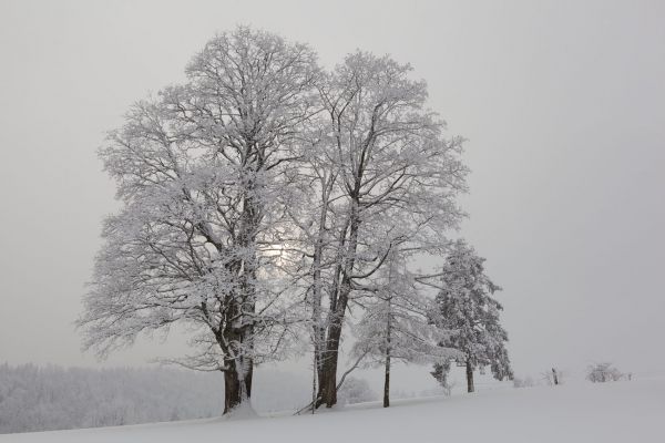 Deep Winter
Val de Ruz
Schlüsselwörter: Frost vereist Schnee verschneit Winter Kälte kalt weiss romantisch Harmonie Landart malerisch Temperatur Baum einsam menschenleer magisch Ruhe Einsamkeit Pracht Zauber Meditation Versenkung Kontemplation Magie Natur natürlich Landschaft introvertiert gr
