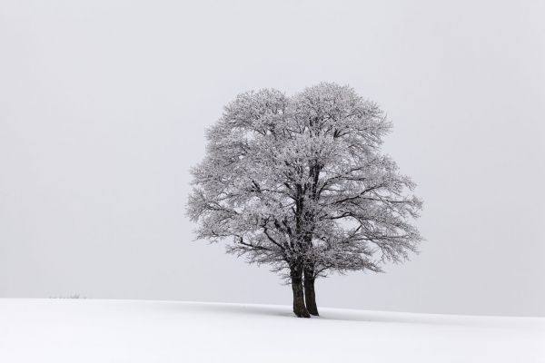 Deep Winter
Val de Ruz
Schlüsselwörter: Frost vereist Schnee verschneit Winter Kälte kalt weiss romantisch Harmonie Landart malerisch Temperatur Baum einsam menschenleer magisch Ruhe Einsamkeit Pracht Zauber Meditation Versenkung Kontemplation Magie Natur natürlich Landschaft introvertiert gr