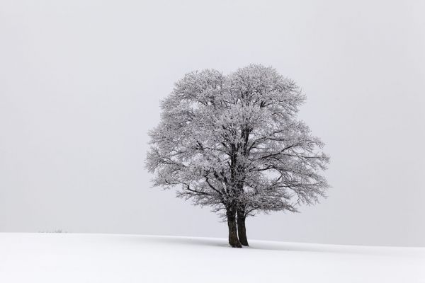 Deep Winter
Val de Ruz
Schlüsselwörter: Frost vereist Schnee verschneit Winter KÃ¤lte kalt weiss romantisch Harmonie Landart malerisch Temperatur Baum einsam menschenleer magisch Ruhe Einsamkeit Pracht Zauber Meditation Versenkung Kontemplation Magie Natur natÃ¼rlich Landschaft introvertiert gr