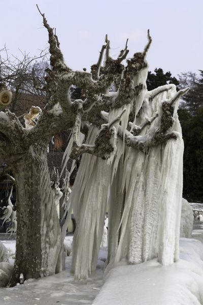 Eisbärte
Lac Léman Versoix
Schlüsselwörter: Eis vereist arktisch Winter Kälte weiss sibirisch Frost Ereignis Skulptur Verhüllung Wetter malerisch pittoresk skurill bizarr surrealistisch selten Attraktion Zuckerguss Baum Stillstand Ruhe friedlich Schönheit Wetterphänomen Magie Zauber magisch