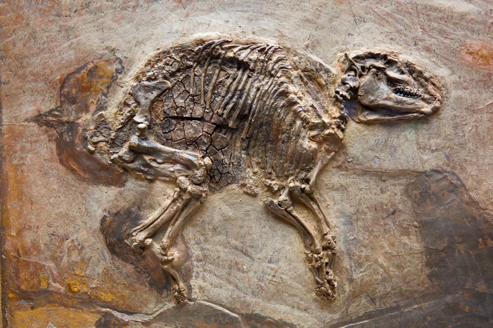 Messeler Urpferdchen 
Dortmund
Schlüsselwörter: Propalaeotherium Versteinerung Abdruck Grube Messel Skelett Fossil Urpferd Stein PalÃ¤ontologie Wirbeltier SÃ¤ugetier Museum Alter Urzeit Erdgeschichte Fauna Leben Entstehung