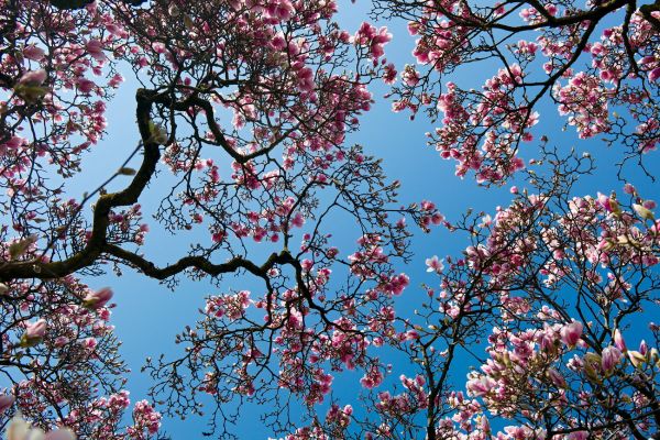 Magnolie
GenÃ¨ve
Schlüsselwörter: Sonne pink leuchten Pracht SchÃ¶nheit Natur draussen Park Blume BlÃ¼te Strauch Flora FrÃ¼hling rot Pflanze FrÃ¼hlingsgefÃ¼hle aufwachen Himmel blau Natur blÃ¼hen Wachstum Hormone Allergie Erholung strahlen WÃ¤rme warm Aufbruch Harmonie Entfaltung ZiergehÃ
