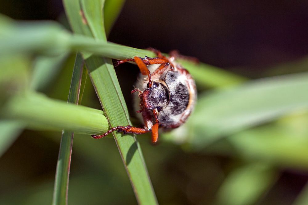 Maikäfer
Vilm Rügen
Schlüsselwörter: Insekt Käfer Scarabaeidae Blatthornä¤fer Natur Tier Coleoptera Fühler Wiese grün Tageslicht draussen außen Metamorphose Eiweiss