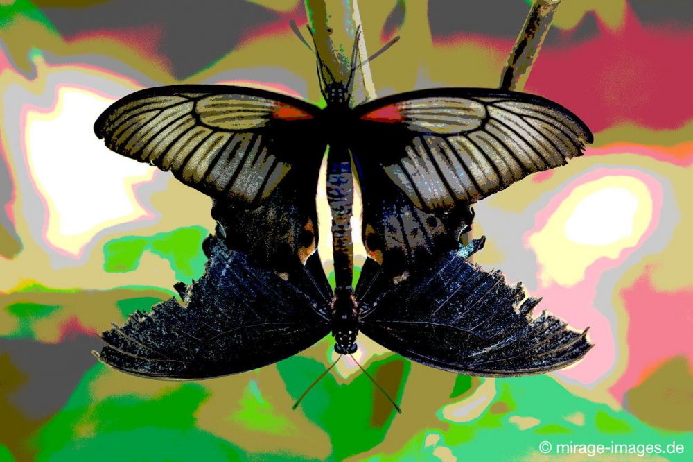 Butterfly
Kerzers
Schlüsselwörter: Schmetterling SchÃ¶nheit Leichtigkeit flattern Farbe fragil Frieden Insekt schwarz weiss rot