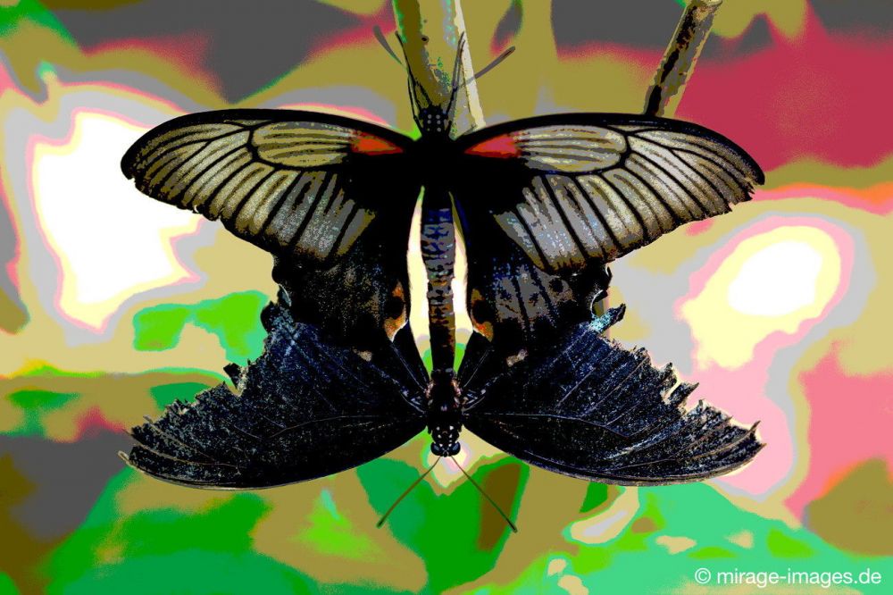 Butterfly
Kerzers
Schlüsselwörter: Schmetterling Schönheit Leichtigkeit flattern Farbe fragil Frieden Insekt schwarz weiss rot