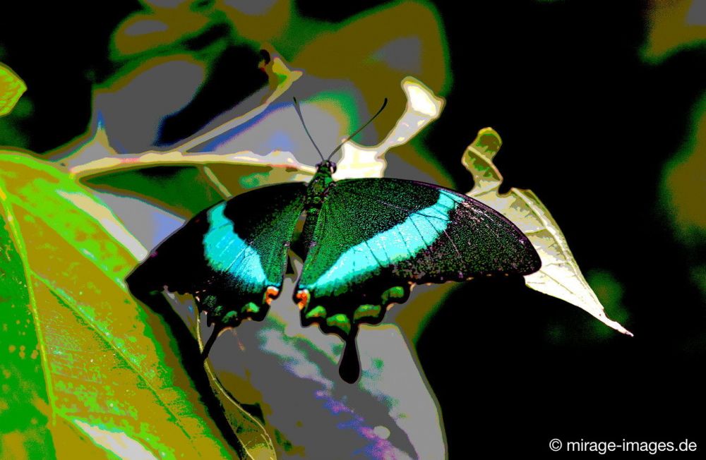 Butterfly
Kerzers
Schlüsselwörter: Schmetterling SchÃ¶nheit Leichtigkeit flattern Farbe fragil Frieden Insekt  grÃ¼n
