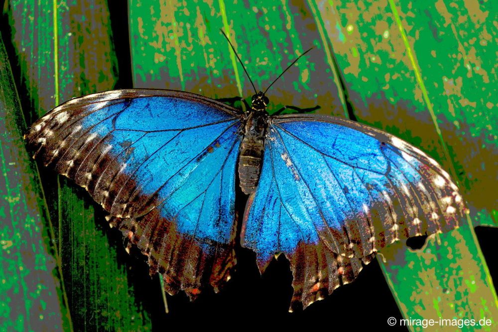 Butterfly
Kerzers
Schlüsselwörter: Schmetterling SchÃ¶nheit Leichtigkeit flattern Farbe fragil Frieden Insekt blau