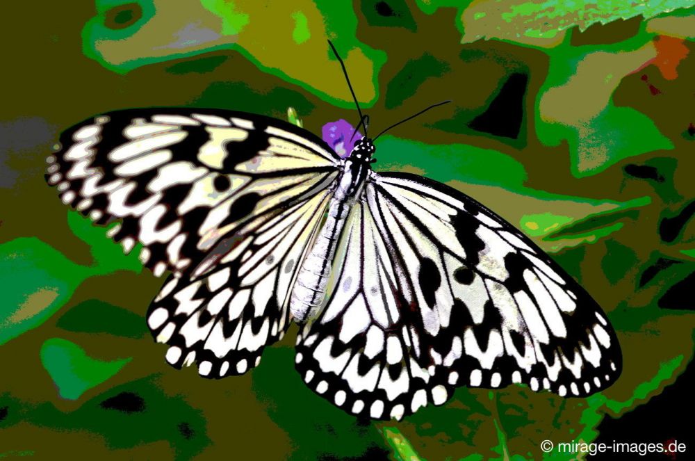 Butterfly
Kerzers
Schlüsselwörter: Schmetterling Schönheit Leichtigkeit flattern Farbe fragil Frieden Insekt schwarz, weiss, 