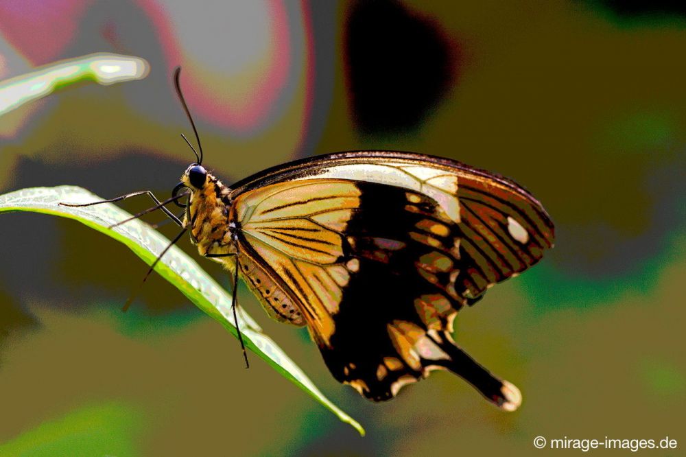 Butterfly
Kerzers
Schlüsselwörter: Schmetterling SchÃ¶nheit Leichtigkeit flattern Farbe fragil Frieden Insekt 