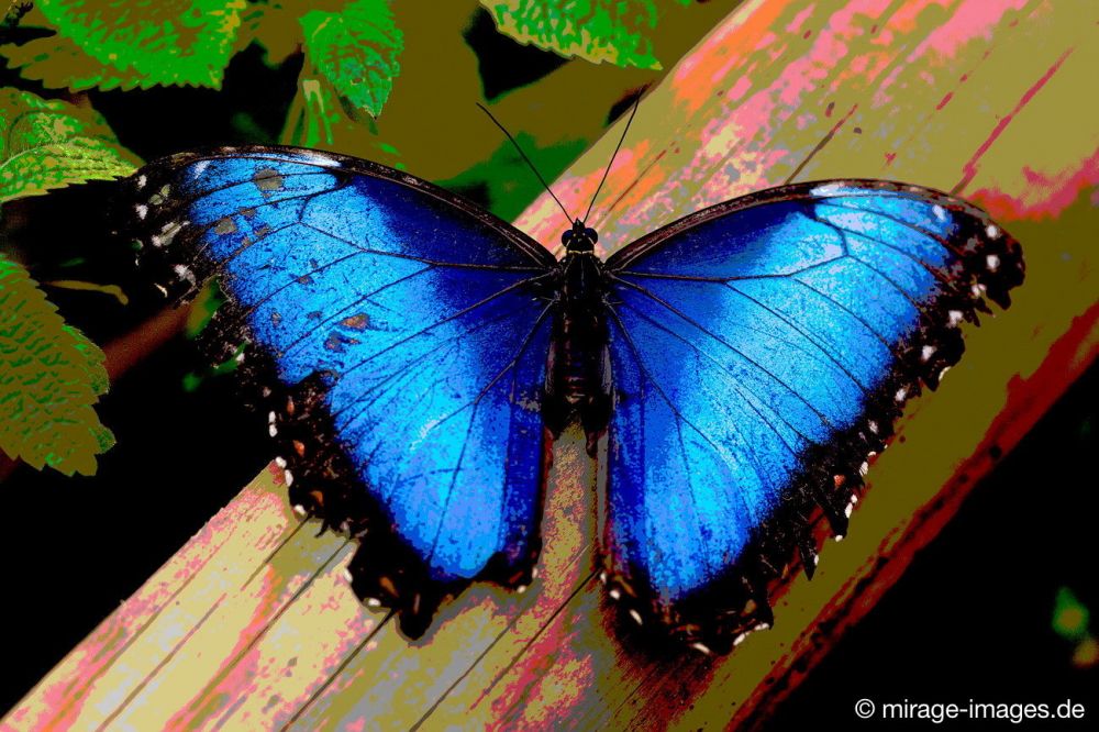 Butterfly
Kerzers
Schlüsselwörter: Schmetterling SchÃ¶nheit Leichtigkeit flattern Farbe fragil Frieden Insekt blau