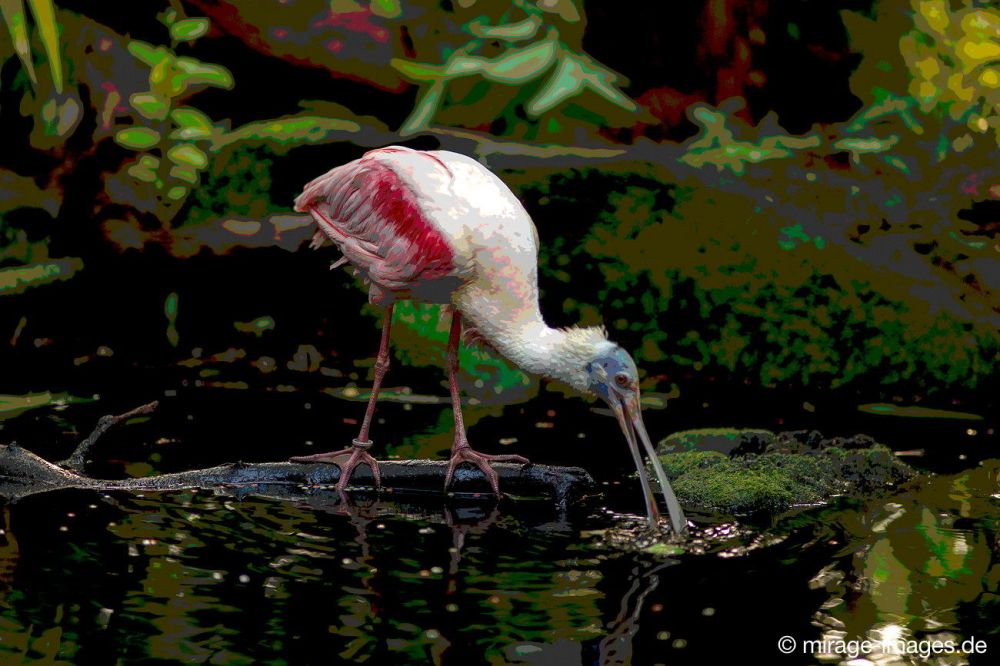 Exotic Bird
Kerzers
Schlüsselwörter: Vogel weiss rosa exotisch Tropen