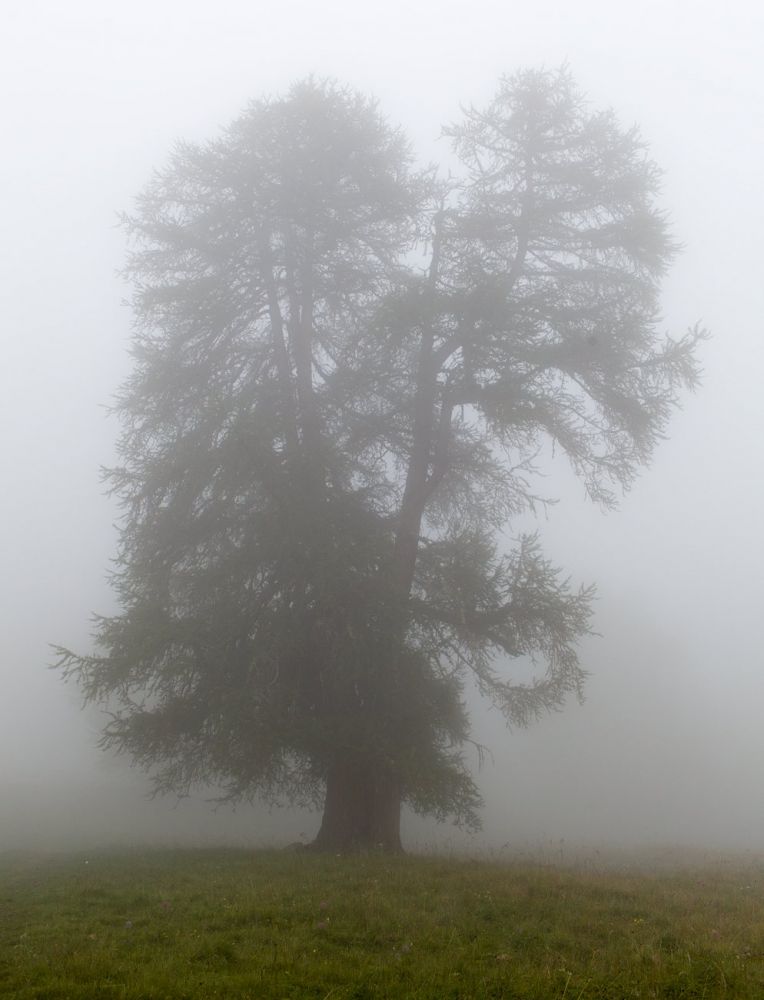 In the Fog
Val d´Anniviers
Schlüsselwörter: Holz, Baum, Nebel, Landschaft, Ruhe, Stille, Natur, Vegetation, feucht, Struktur, ste, verzweigt, Co2, Klima, draussen, Botanik, botanisch, Ökologie, Umwelt, natrlich, naturnah, Sauerstoff, Krone, Vegetation, Boden, Magie, wachsen, Wachstum, malerisc