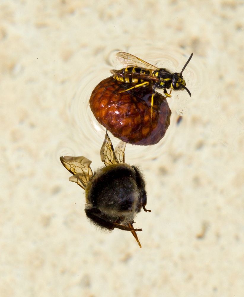 Bumblebee & Wesp
Lausanne
Schlüsselwörter: Insekten, Tiere, Wasser, ertrunken, Tod, Stachel, pelzig, Brunnen, ertrinken, Schicksal,