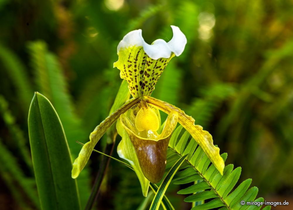 Orchid
Shillong Umiam Lake
Schlüsselwörter: flowers1