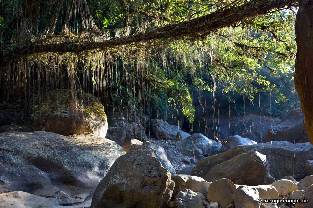 Umshiang Double-Decker Root Bridge
Cherrapunjee Nogriat
