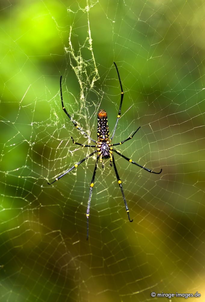 Golden Orb-Web Spider
Cherrapunjee Nogriat
