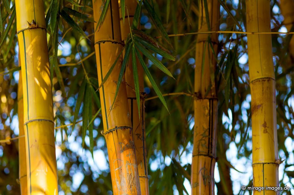 Bamboo at WardÂ´s Lake
Shillong
