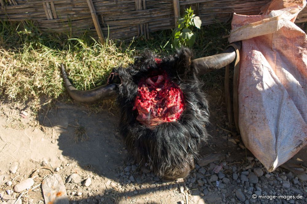 Yak SchÃ¤del
West Kamen Dirang
Schlüsselwörter: Fleisch ErnÃ¤hrung rot roh VerkÃ¤ufer KÃ¤ufer Tradition Yak Yakfleisch Hygiene Sonne Personen Verkauf Fleischer schlachten Farbe Mann draussen Tier Tod Huf tot unhygienisch verderben Blut blutig Einheimischer archaisch Alltag Handel Rind animalisch Markt