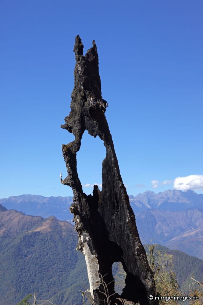 Remaining black tree skeltons of a burnt forest in the hights near the border of India and Butan
Mandala Hill
Schlüsselwörter: Holz Wald verkohlt schwarz Skelett Himmel blau anthrazit Baum BÃ¤ume Reste Ãœberbleibsel Ãœberreste verbrannt Waldbrand Schaden surreal bizarr Verfall Stumpf Reste Tod tot Natur Landschaft natÃ¼rlich Feuer Brand wolkenlos sauber Flora Biologie ZerstÃ¶rung