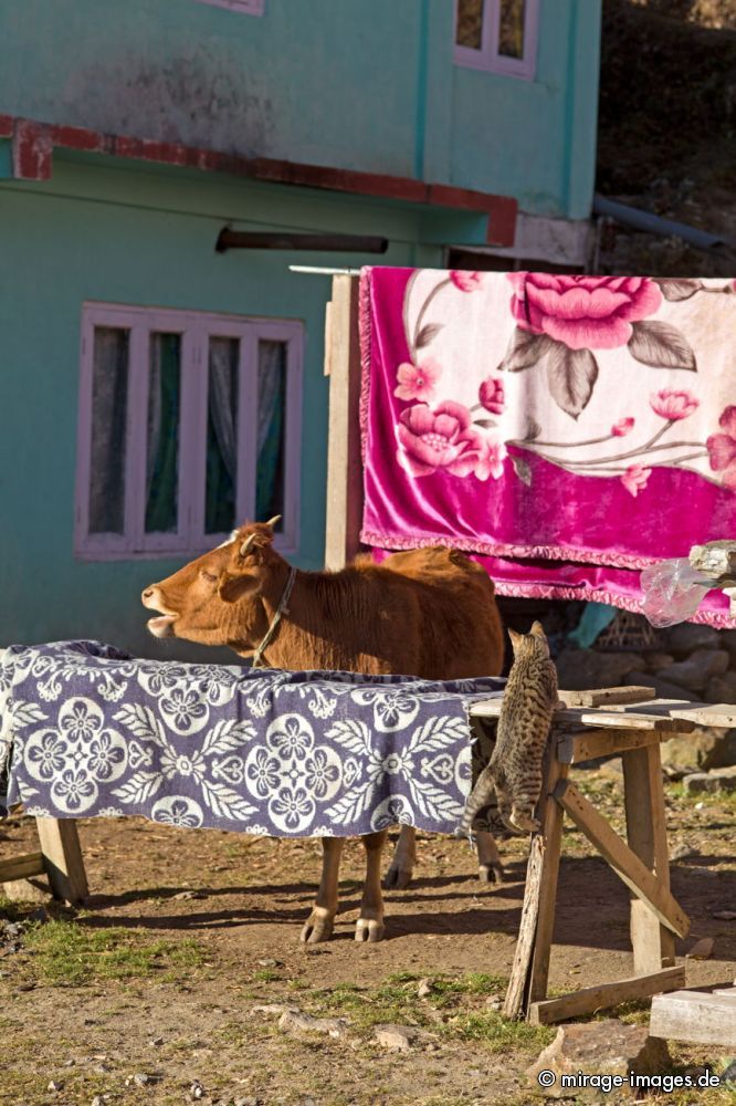 The Cat and the Cow
Tawang
