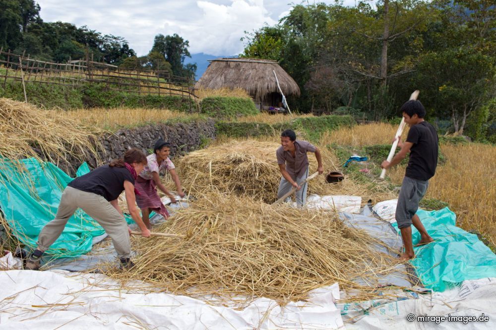 Rice threshing
Damro Upper Siang
Schlüsselwörter: ErnÃ¤hrung Reis Grundnahrungsmittel dreschen Ernte