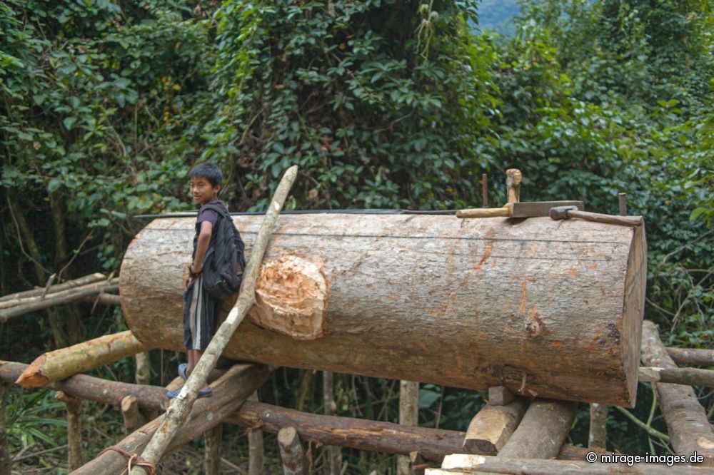 A large Tree Trunk is sawn up in the Forest
Damro Upper Siang
