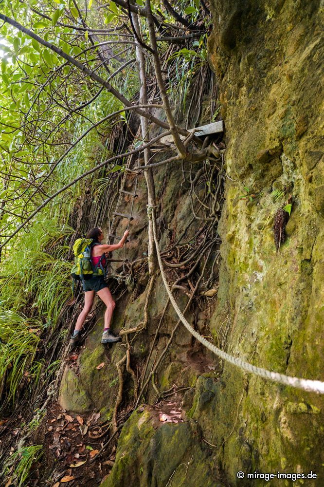 Climbing up
Wavin Cyrique
Schlüsselwörter: Wald, üppig, Vegetation, dicht, Wasser, Regenwald, Dschungel, ökologisch, fliessen, fruchtbar, gesund, feucht, nass, idyllisch, Leben, Harmonie, weich, wuchern, Dickicht, Abenteuer, Zauber, Magie, klettern, Herausforderung,