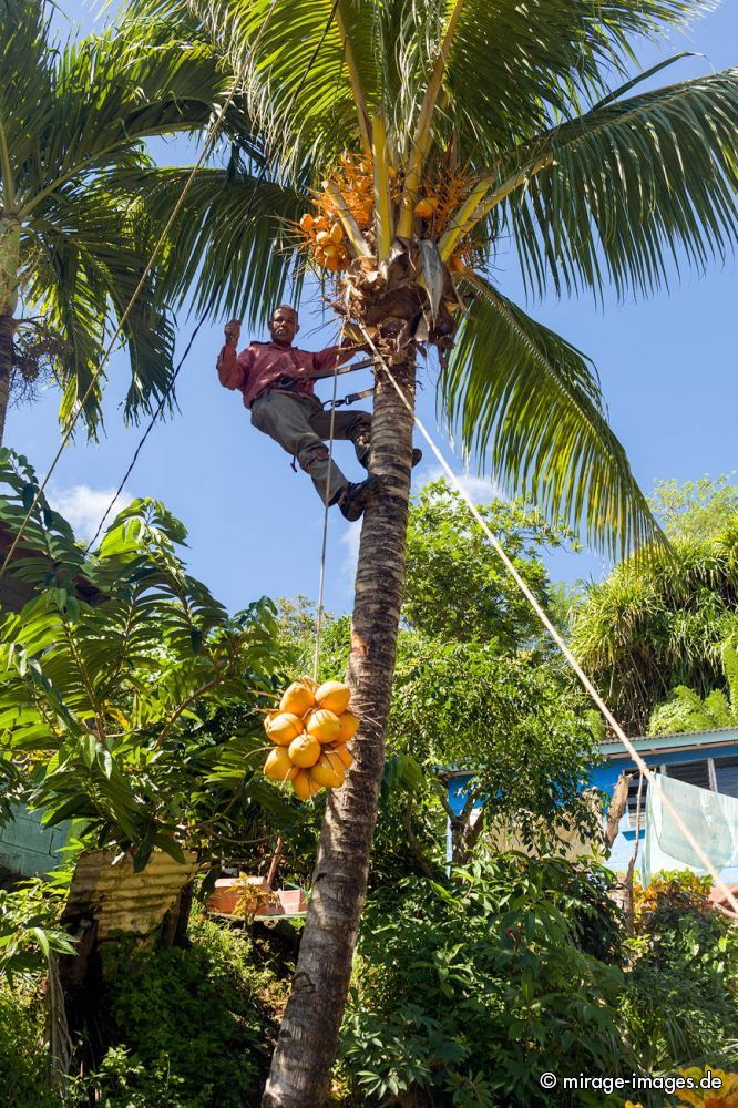 Knight of the Coconuts
Schlüsselwörter: Palme, Kokosnuss, klettern, Kletterer, Ernte, gefÃ¤hrlich, fordernd, Baum, Stamm, lÃ¤ndlich, Landwirtschaft, Mann, orange, frisch, Frucht, FrÃ¼chte, Steinfrucht, Nahrung, Rohstoff, Ertrag, Nutzpflanze, Botanik, Flora,