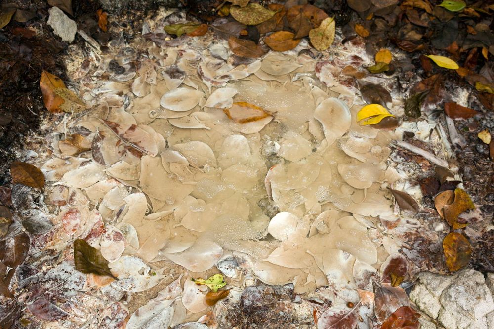 Cold Sulphure Springs
Dominika
Schlüsselwörter: BlÃ¤tter, Laub, Dominica, Karibik, Insel, Antillen,Kreol, Ãœbersee, Tropen, tropisch, Natur, vulkanisch, Wai&#039;tukubuli,