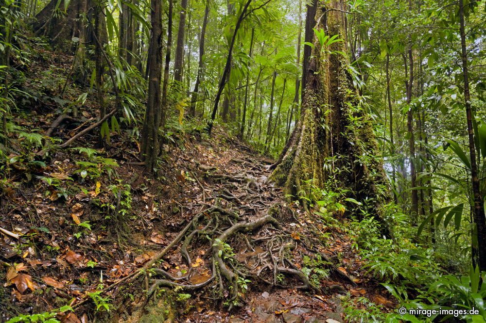 Wet Forest
near Middelham Falls
Schlüsselwörter: Wald, üppig, Vegetation, dicht, Wasser, Regenwald, Dschungel, ökologisch, fliessen, fruchtbar, gesund, feucht, nass, idyllisch, Leben, Harmonie, weich, wuchern, Dickicht, Abenteuer, Zauber, Magie, klettern, Herausforderung,