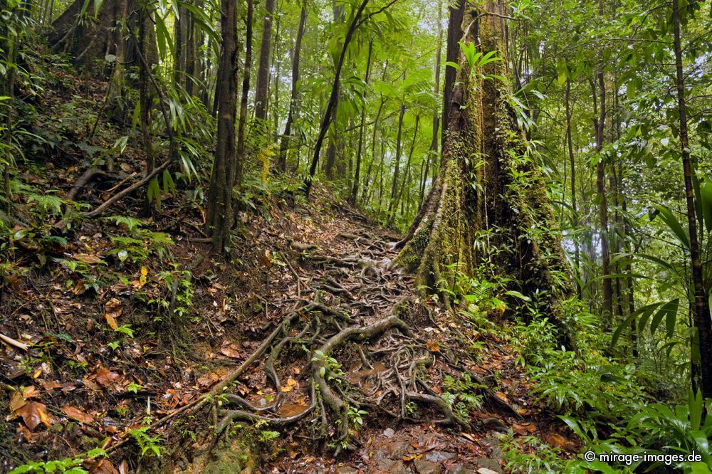 Wet Forest
near Middelham Falls
Schlüsselwörter: Wald, Ã¼ppig, Vegetation, dicht, Wasser, Regenwald, Dschungel, Ã¶kologisch, fliessen, fruchtbar, gesund, feucht, nass, idyllisch, Leben, Harmonie, weich, wuchern, Dickicht, Abenteuer, Zauber, Magie, klettern, Herausforderung,