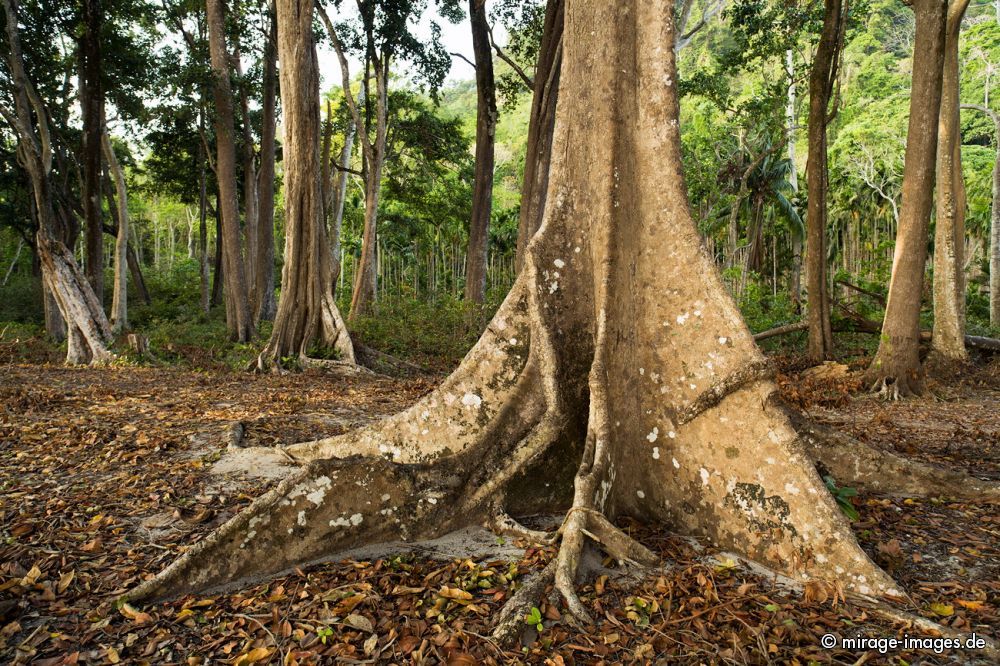 Andaman Padauk or East Indian Mahogany
Havelock Island
Schlüsselwörter: trees1