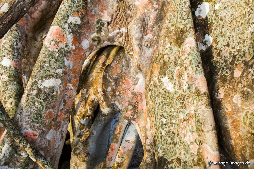 Andaman Padauk or East Indian Mahogany
Havelock Island
