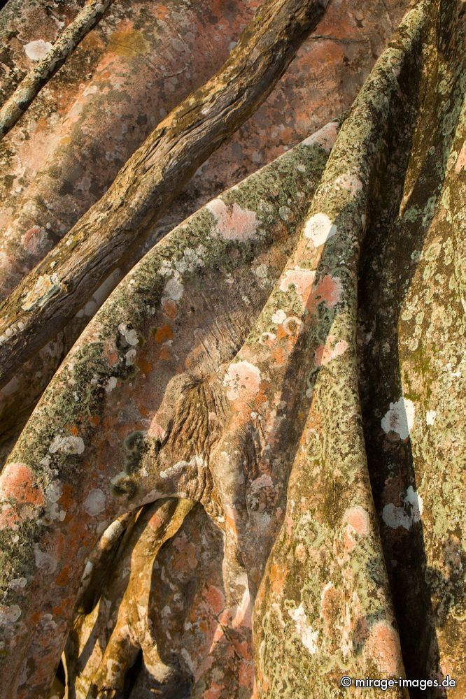 Andaman Padauk or East Indian Mahogany
Havelock Island
