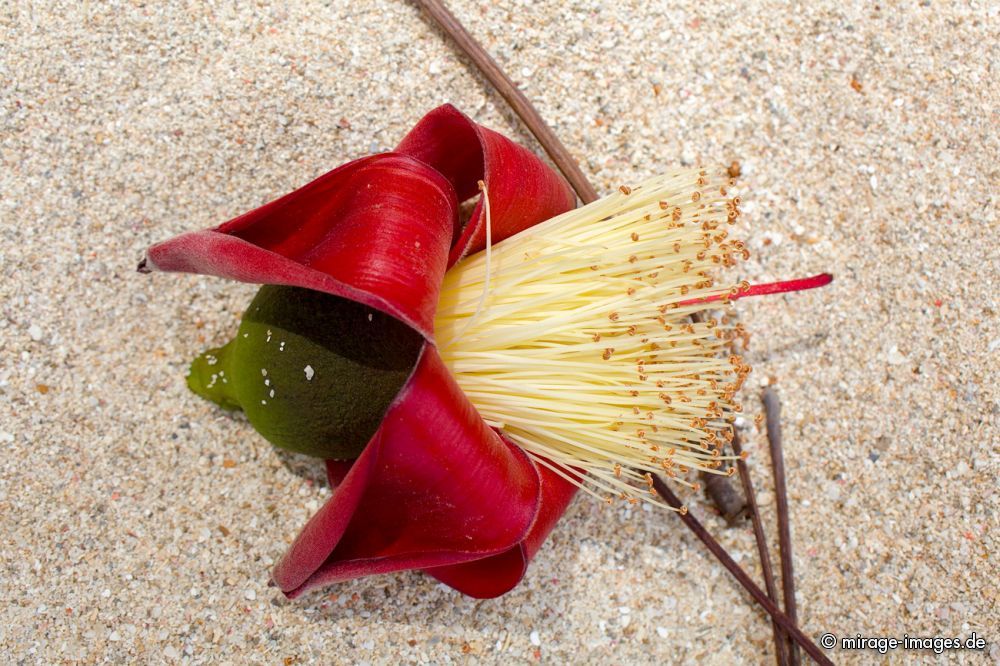 Blossom of a red Cotton Tree
Andaman Islands
Schlüsselwörter: flowers1 Insel Strand Sonne Meer Erholung Natur Wärme Sand Tourismus Traum romantisch Blüte blühen Nahaufnahme tropisch Schönheit Natur
