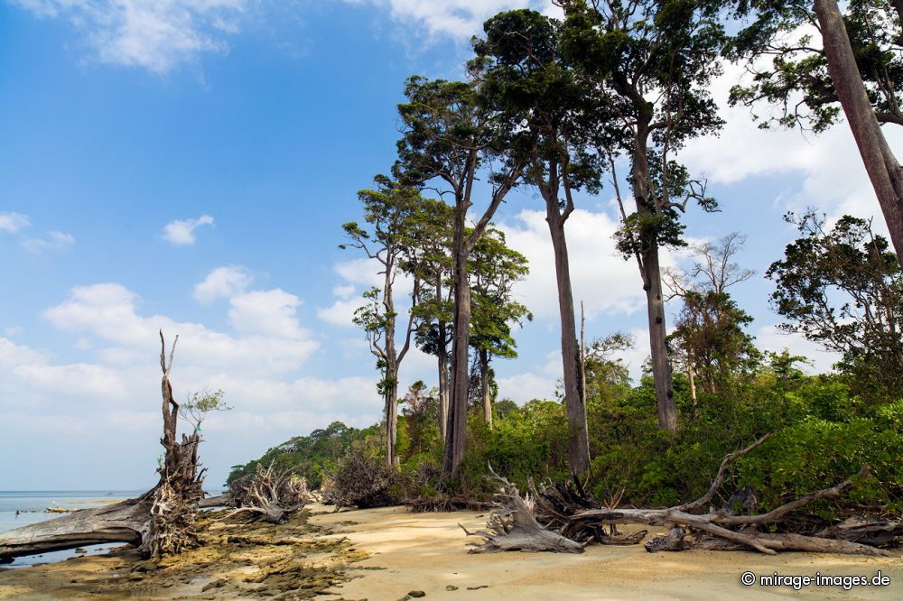 Wandoor Beach
Schlüsselwörter: Insel Strand Sonne Meer Erholung Natur WÃ¤rme Sand Tourismus Traum romantisch arm tropisch