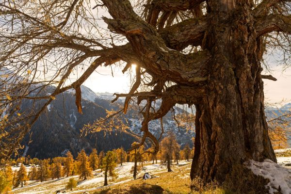 Les mélèzes de Balavaux
Nendaz
Schlüsselwörter: Herbst Herbstfarben Landschaft farbig leuchtend warm gold braun Berge Wiese Baum Natur natÃ¼rlich urtÃ¼mlich Kulisse sauber romantisch Stille ursprÃ¼nglich Frieden Magie Seele SchÃ¶nheit Entfernung Sonne sonnig abend NadelbÃ¤ume atemberaubend faszinieren