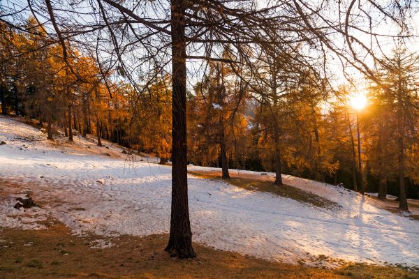 Les mlzes de Balavaux
Nendaz
Schlüsselwörter: Herbst Herbstfarben Landschaft farbig leuchtend warm gold braun Berge Wiese Baum Natur natürlich urtümlich Kulisse sauber romantisch Stille ursprünglich Frieden Magie Seele Schönheit Entfernung Sonne sonnig abend Nadelbäume atemberaubend faszinieren