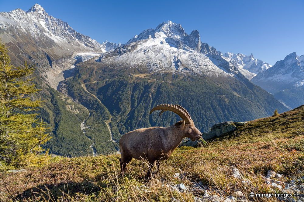 Capricorn
Reserve naturelle des Aiguilles Rouge
