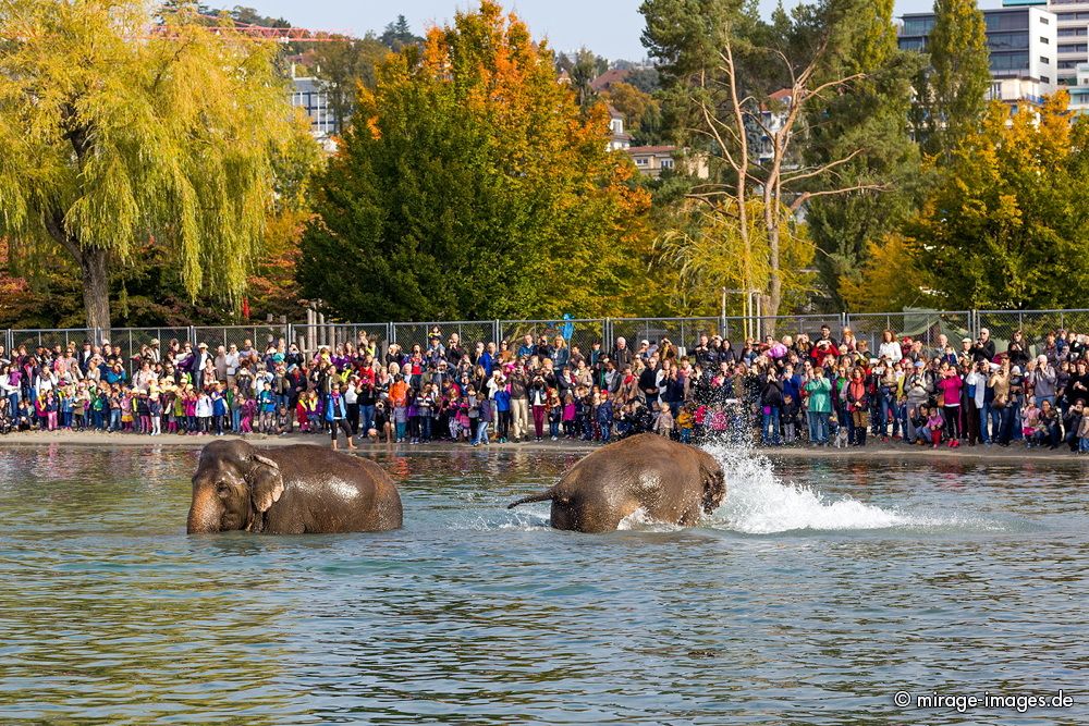 Elephants last bath from Circus Knie in the lake Léman
