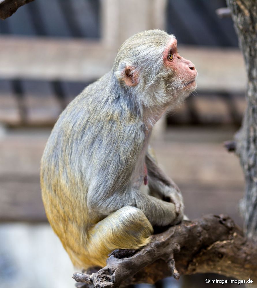 Young Monkey
Mount Popa
Schlüsselwörter: animals1