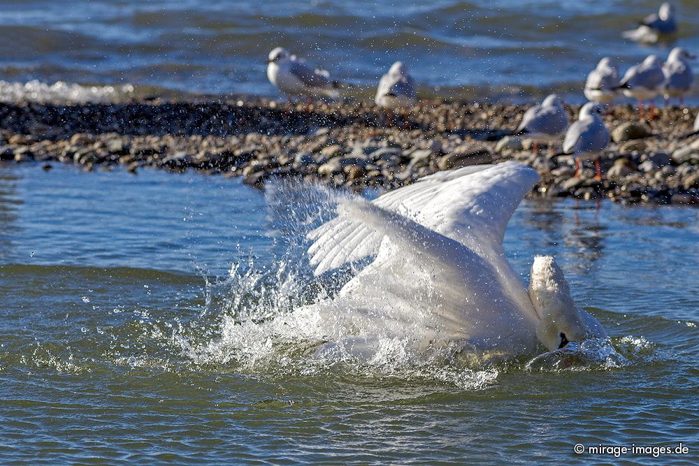 Swan of Lac Léman
Lausanne

