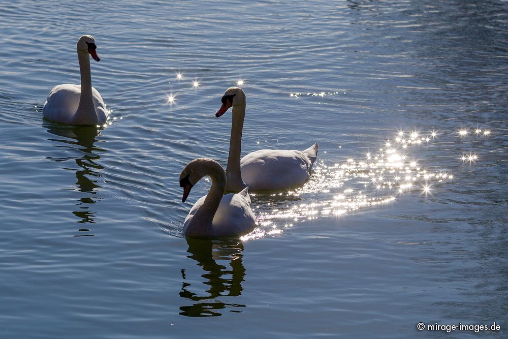 Swans of Lac Léman
Lausanne
