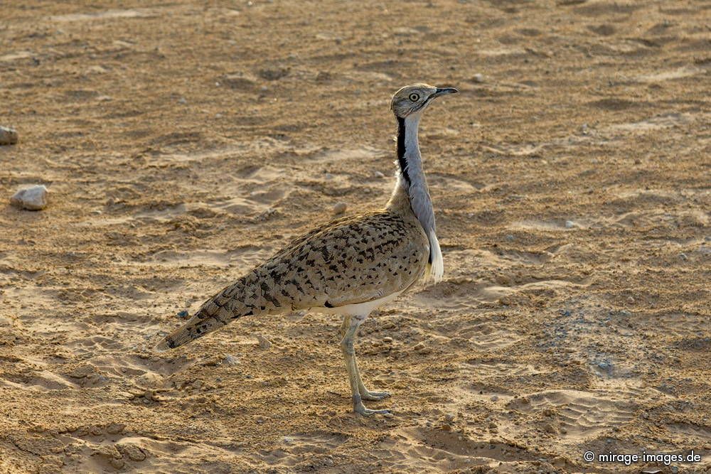 Desert Bird
Dubai
