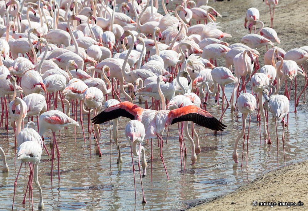 Colony of Flamingos 
Ras Al Khor Wildlife Sanctuary - Dubai
Schlüsselwörter: Schutzgebiet Wüste Vögel Vogel farbig rosa geschÃ¼tzt Reservat Brackwasser Gruppe Kolonie Feuchtgebiet Natur natürlich Biotop Lebensraum unerwartet gesellig